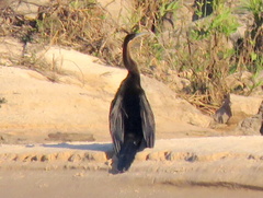 Anhinga rufa rufa
