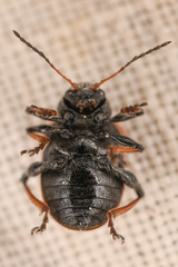 Bromius obscurus