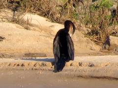 Anhinga rufa rufa