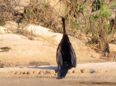 Anhinga rufa rufa