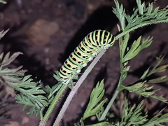 Papilio machaon
