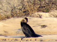 Anhinga rufa rufa