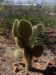 Opuntia galapageia