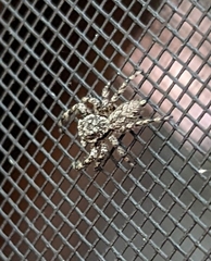 Platycryptus undatus