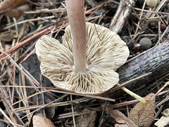 Inocybaceae