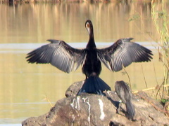 Anhinga rufa rufa