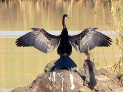 Anhinga rufa rufa