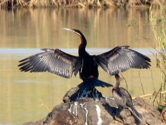Anhinga rufa rufa