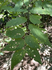 Celtis occidentalis