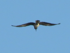 Lophoceros nasutus