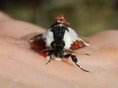 Eudryas brevipennis