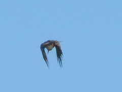 Lophoceros nasutus