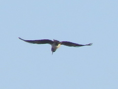 Lophoceros nasutus
