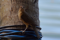 Turdus grayi