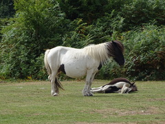 Equus caballus