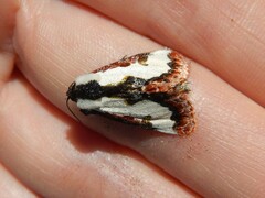 Eudryas brevipennis