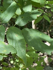 Celtis occidentalis