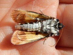Eudryas brevipennis