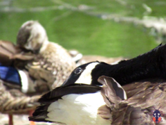 Branta canadensis
