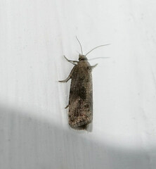 Endothenia quadrimaculana