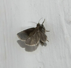Endothenia quadrimaculana