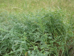Vicia cassubica