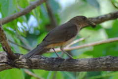 Turdus grayi