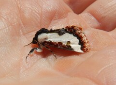 Eudryas brevipennis