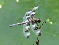 Libellula pulchella