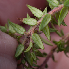 Agathosma