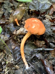 Cantharellus cinnabarinus