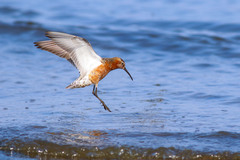 Calidris ferruginea