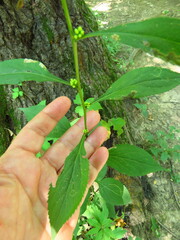 Solidago flexicaulis