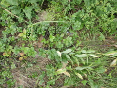 Vaccinium vitis-idaea