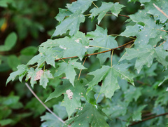 Acer floridanum