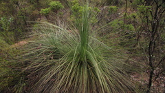 Xanthorrhoea glauca