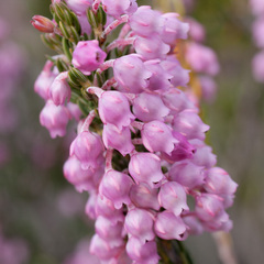 Erica irregularis