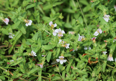 Gratiola viscidula