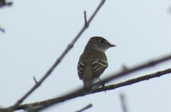 Empidonax