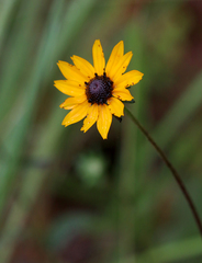 Rudbeckia fulgida