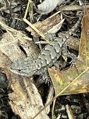 Sceloporus undulatus