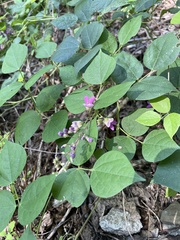 Phaseolus polystachios