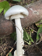 Amanita magnivelaris