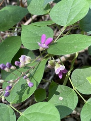 Phaseolus polystachios