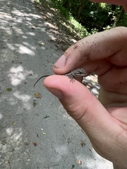 Sceloporus undulatus