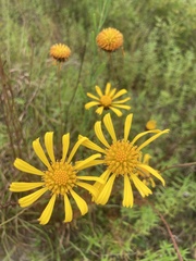 Balduina uniflora