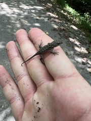 Sceloporus undulatus