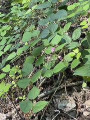 Phaseolus polystachios