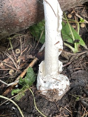 Amanita magnivelaris