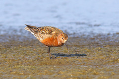 Calidris ferruginea
